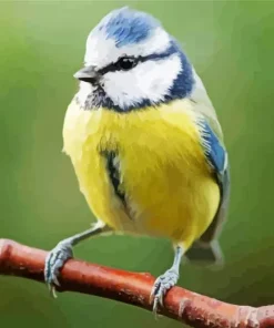 Fluffy Blue Tit Diamond Painting