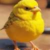 Fluffy Canary Bird Diamond Painting