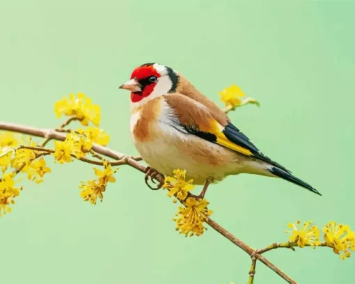 Fluffy Carduelis Bird Diamond Painting