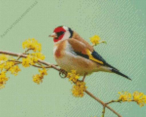 Fluffy Carduelis Bird Diamond Painting