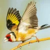 Flying Carduelis Bird Diamond Painting