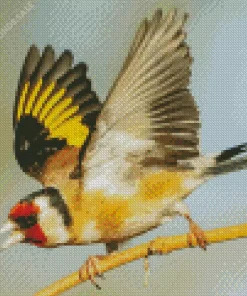 Flying Carduelis Bird Diamond Painting