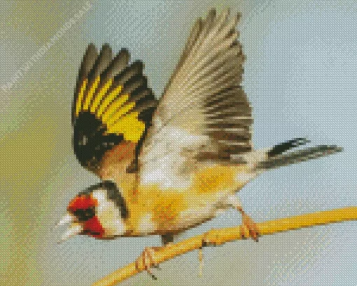 Flying Carduelis Bird Diamond Painting