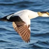 Flying Common Eider Diamond Painting