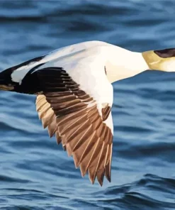 Flying Common Eider Diamond Painting