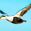 Flying Common Eider Bird In The Sky Diamond Painting