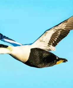 Flying Common Eider Bird In The Sky Diamond Painting