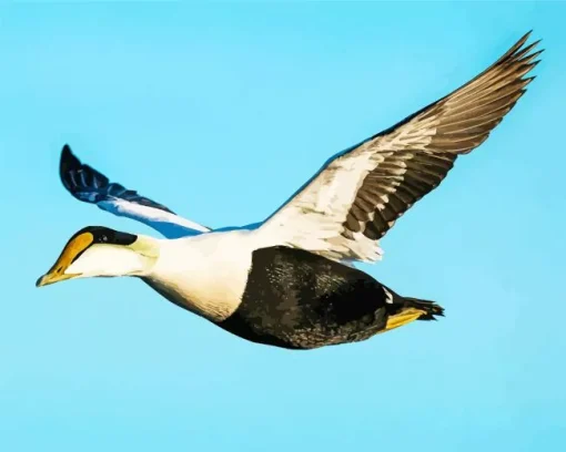 Flying Common Eider Bird In The Sky Diamond Painting