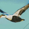 Flying Common Eider Bird In The Sky Diamond Painting