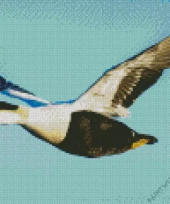 Flying Common Eider Bird In The Sky Diamond Painting