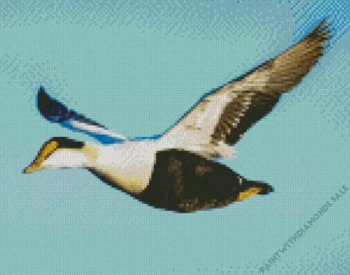 Flying Common Eider Bird In The Sky Diamond Painting