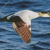 Flying Common Eider Diamond Painting