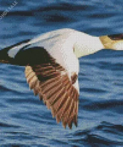 Flying Common Eider Diamond Painting