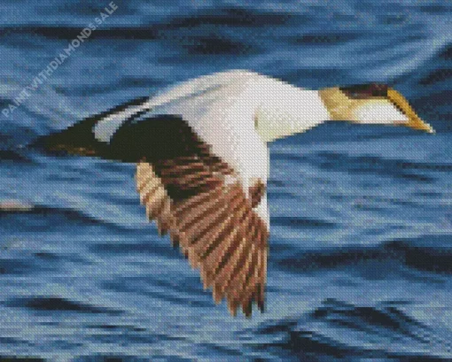 Flying Common Eider Diamond Painting