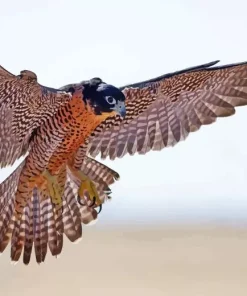 Flying Falcon Bird Diamond Painting