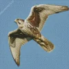 Flying Falcon Diamond Painting