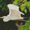 Flying Great Egret Diamond Painting