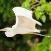 Flying Great Egret Diamond Painting
