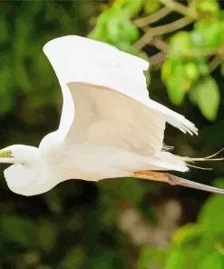 Flying Great Egret Diamond Painting