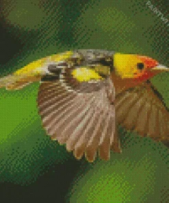 Flying Western Tanager Diamond Painting