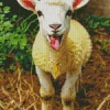 Funny Sheep Diamond Painting