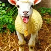 Funny Sheep Diamond Painting