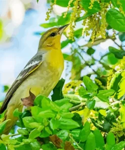 Green Bullocks Oriole Diamond Painting