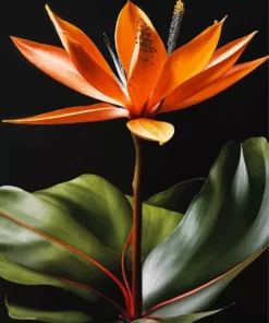 Green And Orange Bird Of paradise Diamond Painting