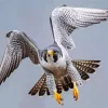 Grey Falcon Bird Diamond Painting