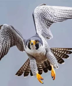 Grey Falcon Bird Diamond Painting