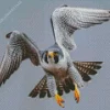 Grey Falcon Bird Diamond Painting