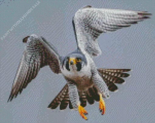 Grey Falcon Bird Diamond Painting