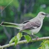 Grey Mockingbird Diamond Painting