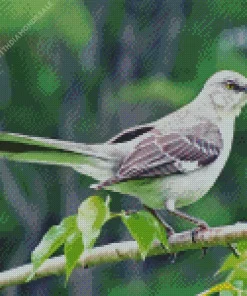 Grey Mockingbird Diamond Painting