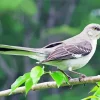 Grey Mockingbird Diamond Painting