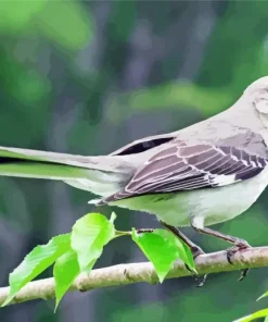 Grey Mockingbird Diamond Painting