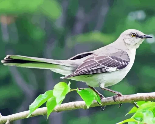 Grey Mockingbird Diamond Painting