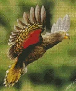 Grey And Red Kea Bird Diamond Painting