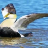 Happy Common Eider Diamond Painting