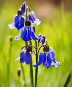 Light Purple Bluebonnet Diamond Painting