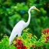 Long Great Egret Diamond Painting
