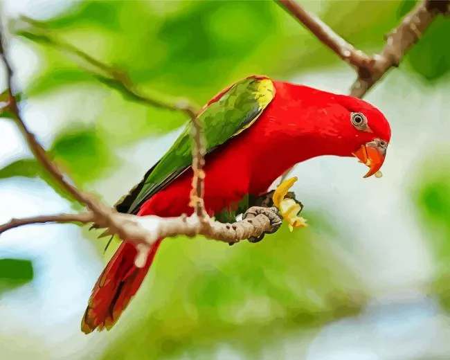 lorius bird Diamond With Numbers Lorius Bird Diamond Painting