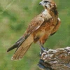 Lovely Falcon Bird Diamond Diamond Painting