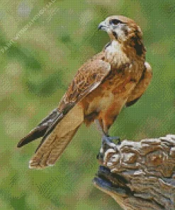 Lovely Falcon Bird Diamond Diamond Painting