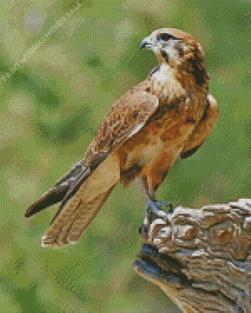 Lovely Falcon Bird Diamond Diamond Painting