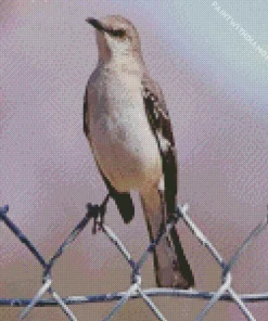 Lovely Mockingbird Diamond Painting