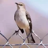 Lovely Mockingbird Diamond Painting