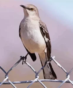 Lovely Mockingbird Diamond Painting