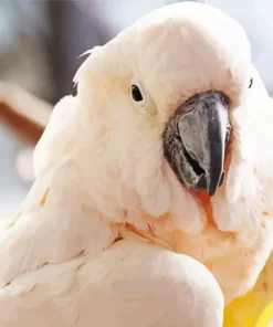 Lovely Salmon Crested Cockatoo Diamond Painting