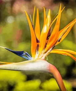 orange Bird of paradise Diamond Paints